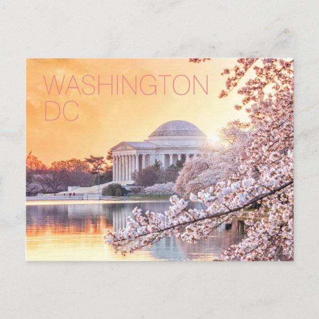 Carte Postale Washington DC Jefferson Memorial Cherry Blossoms (Devant)