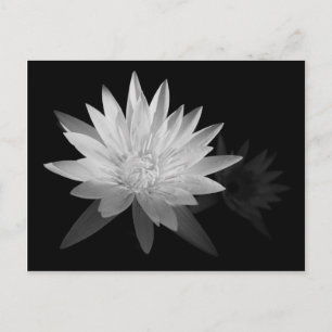 Carte Postale Water Lilly