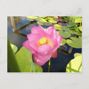Carte postale Water Lily