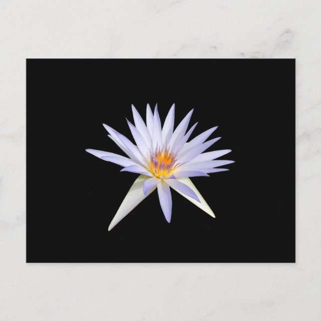 Carte postale Water Lily (Devant)