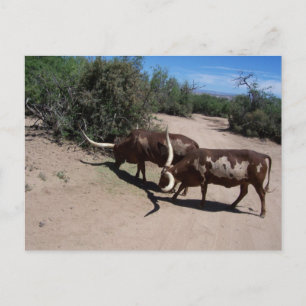 Carte Postale Watusi Ankole