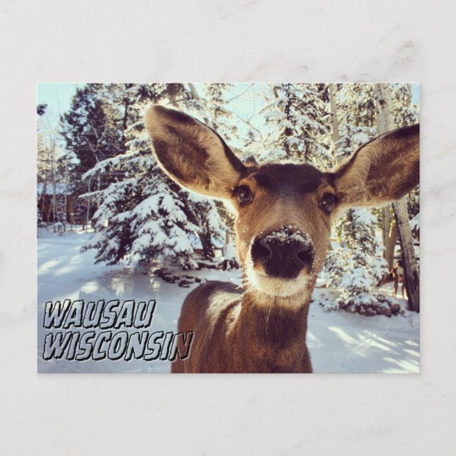 Carte postale Wausau Wisconsin Cute Deer (Devant)