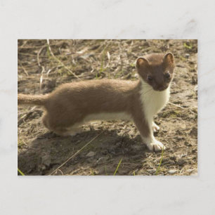 Carte Postale Weasel à queue courte