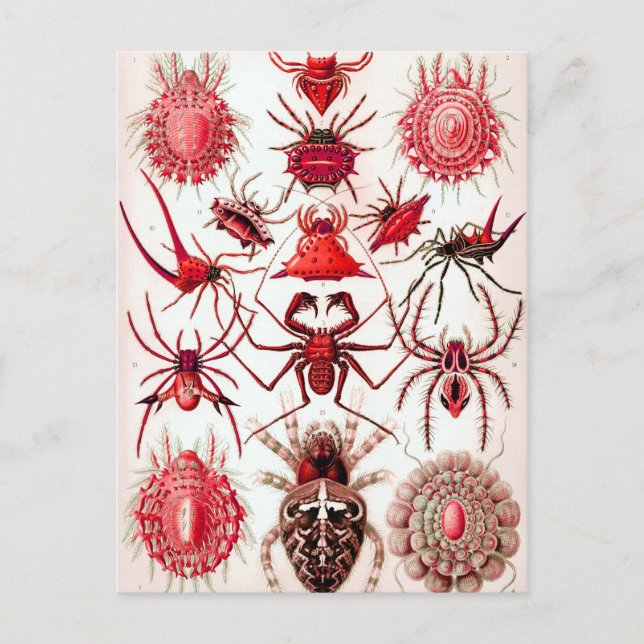 Carte postale Web Crawlers (Devant)