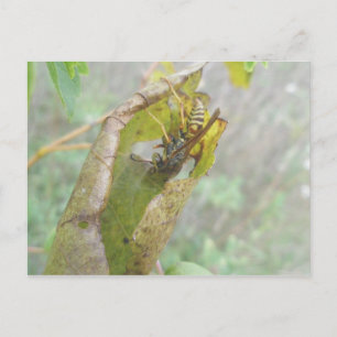 Carte postale Web de l'araignée