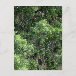 Carte Postale Web Dewy Spider