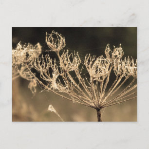 Carte Postale Web et l'eau à Sepia