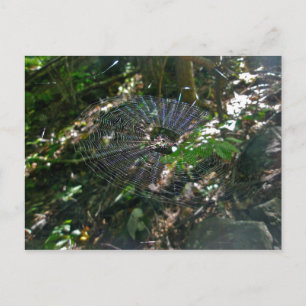 Carte postale Web Leucauge Orb