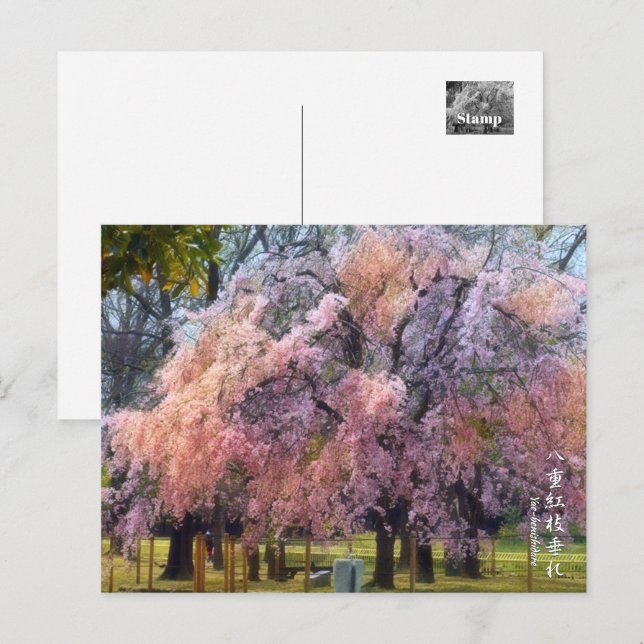 Carte Postale Weeping Cherry: Yae-benishidare ポストカード (Devant / Derrière)