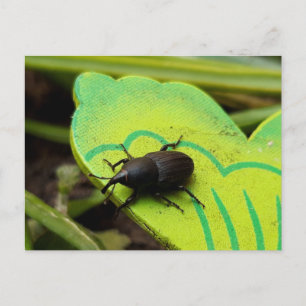 Carte Postale Weharm, Beetles, Curculionoidea, Bug