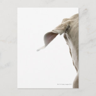 Carte Postale Weimaraner 2