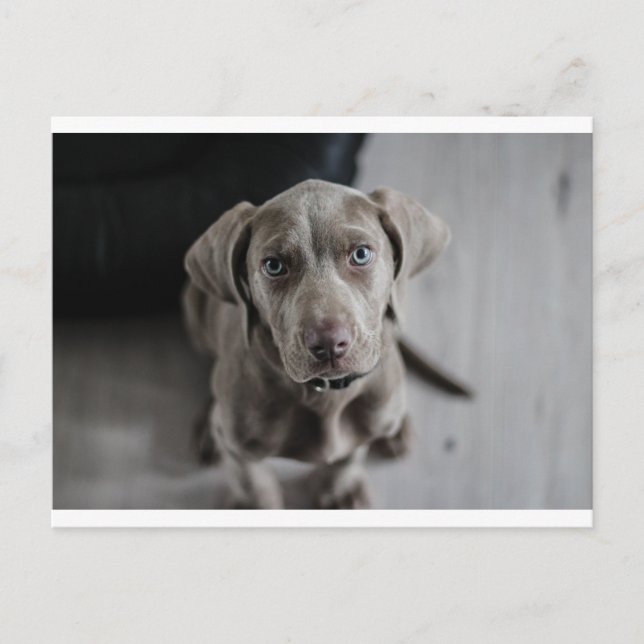 Carte Postale weimaraner-chiot (Devant)