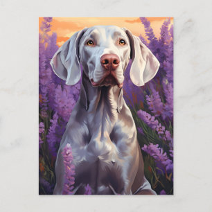 Carte Postale Weimaraner dans le champ Lavender
