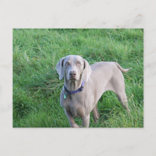 Carte postale Weimaraner Lovers
