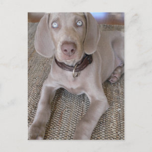 Carte postale Weimaraner Puppy