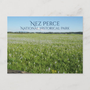 Carte Postale Weippe Prarie, Camas Lily, Nez Perce PSN