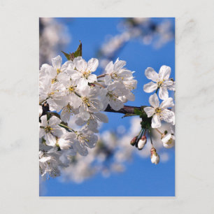 Carte Postale Weisse Kirschblüten