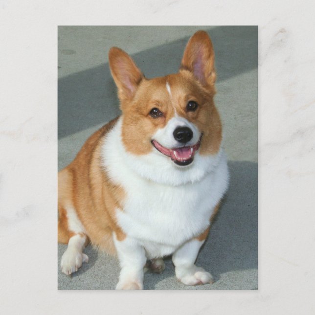 Carte Postale Welsh Corgi (Devant)