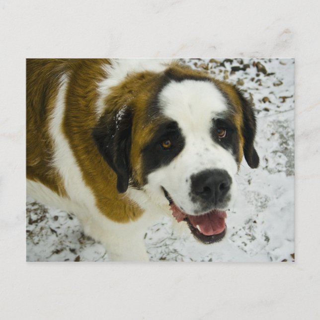 Carte Postale WemissTANK (Devant)