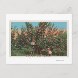 Carte Postale Wenatchee, WAView de Apple Orchard & Workers