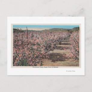 Carte Postale Wenatchee, WAView des pommiers en fleurs