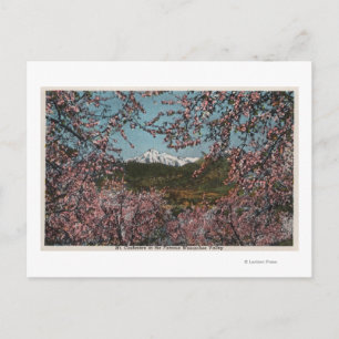 Carte Postale Wenatchee, WAView du mont Cashmere avec des arbres