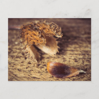 Carte Postale Wenn ein Samen zum Baum avec ...