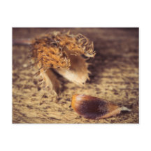 Wenn ein Samen zum Baum avec ...