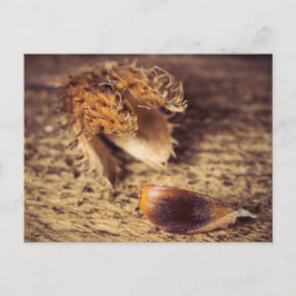 Carte Postale Wenn ein Samen zum Baum avec ...