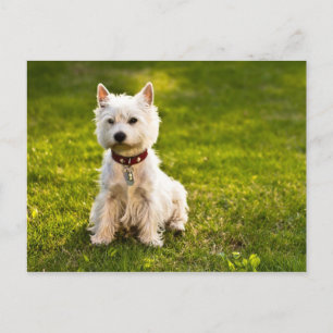 Carte Postale West Highland White Terrier