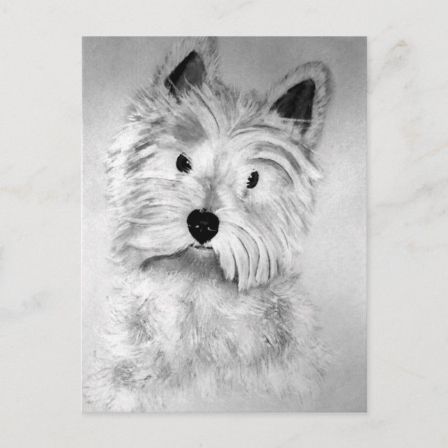 Carte Postale West Highland White Terrier Postcard (Devant)