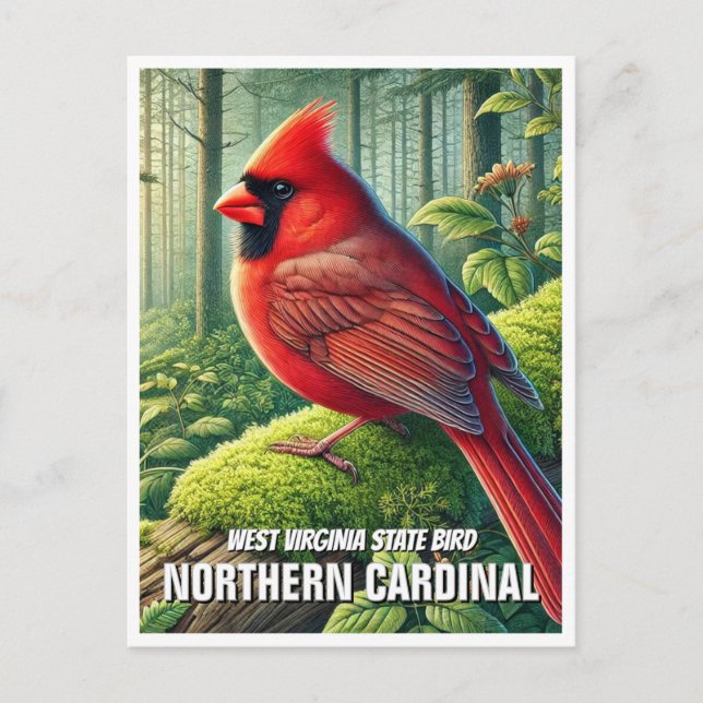 Carte Postale West Virginia State Bird Northern Cardinal (Devant)