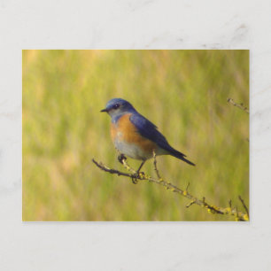 Carte postale Western Bluebird