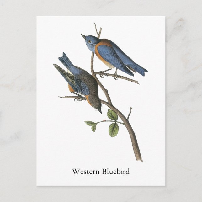Carte Postale Western Bluebird, John Audubon (Devant)