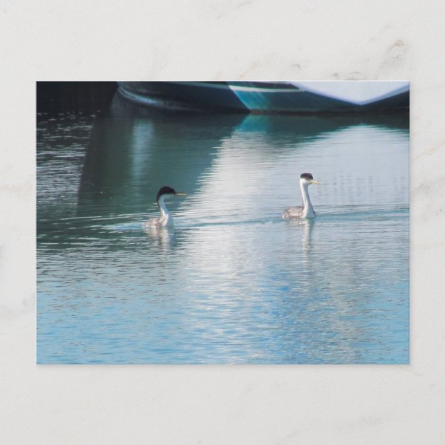 Carte postale - Western Grebe in Harbour (hrz) (Devant)
