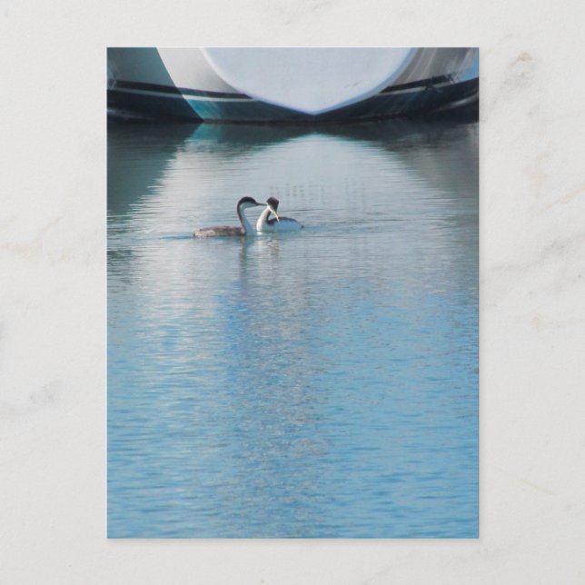 Carte postale - Western Grebe in Harbour (vrt) (Devant)