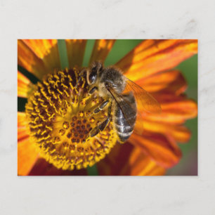 Carte Postale Western Honey Bee Macro photo