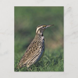 Carte Postale Western Meadowlark