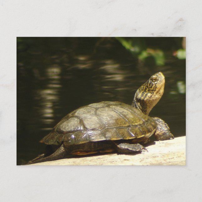 Carte postale Western Pond Turtle (Devant)