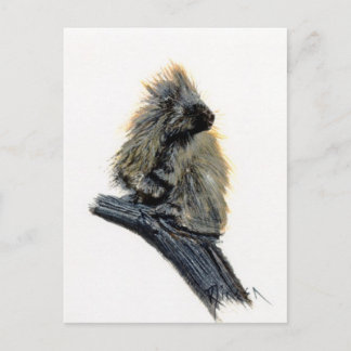 Carte postale Western Porcupine