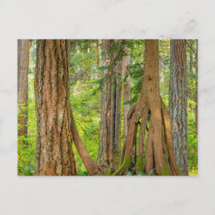 Carte Postale Western Red Cedar Tree   Washington State