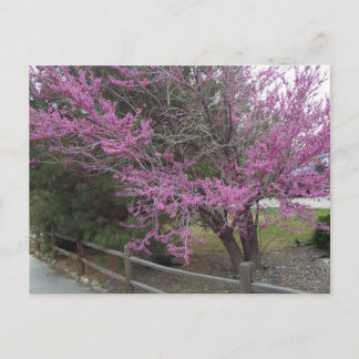Carte postale Western Redbud