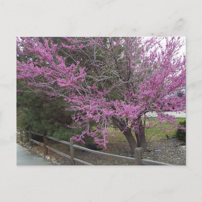 Carte postale Western Redbud (Devant)