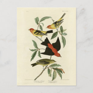 Carte Postale Western, Scarlet Tanagers Audubon Birds of America