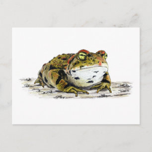 Carte postale Western Toad
