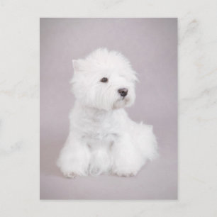 Carte Postale Westie
