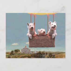 Carte postale Westie