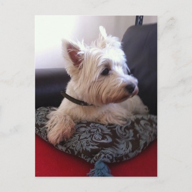 Carte postale Westie (Devant)