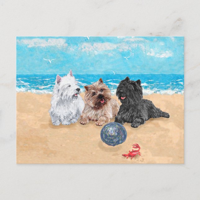 Carte Postale Westie avec Cairn Terriers à la plage (Devant)