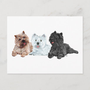 Carte Postale Westie avec deux terriers Cairn